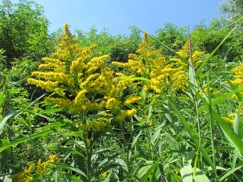 Solidago gigantea Aiton, 1789